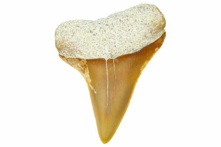 Fossil Mako Shark Tooth - Dakhla, Morocco #365235